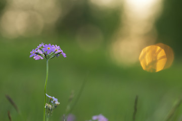 Poster - Closeup of a bird's-eye primrose, Primula farinosa