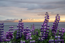 Mountain Landscape View With Violet Or Purple Blooming Lupine Flowers On Foreground In Westfjords, Iceland. Summer Travel Concept.