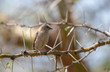 © amit - Grey-capped Social Weaver seen sitting on a thorny bush at Masai Mara, Kenya, Africa