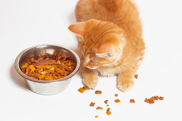 Red cat eats cat food. White background, a bowl of food.