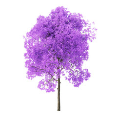 Wall Mural - Tree on a white background. Tree with purple foliage. Clipping path included. 3D rendering.