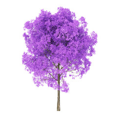 Wall Mural - Tree on a white background. Tree with purple foliage. Clipping path included. 3D rendering.