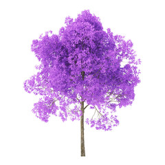 Wall Mural - Tree on a white background. Tree with purple foliage. Clipping path included. 3D rendering.