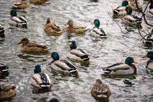 Wild Ducks Swim In The Pond In Winter