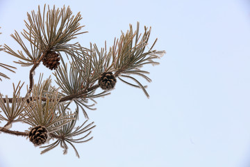 Wall Mural - Snow on a pine tree