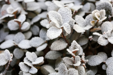 Sticker - Snow on the leaves of Euonymus spear