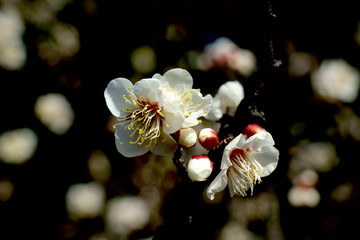 黒の背景の下の白い梅の花