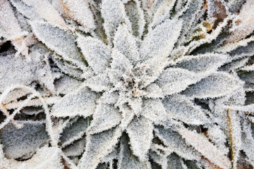 Canvas Print - Snow on plants in winter