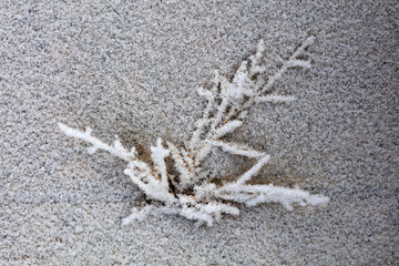 Canvas Print - Snow on plants in winter