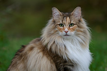 A Beautiful Norwegian Forest Cat Female With Alert Expression Sitting Outdoors In Summertime