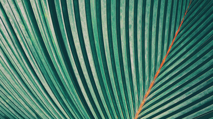 abstract striped background, tropical palm leaf texture