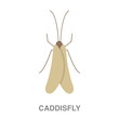 caddisfly  flat icon on white transparent background. You can be used black ant icon for several purposes.	