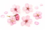 Fototapeta Desenie - Cherry Blossoms White background