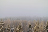 Fototapeta Natura - Winter snowy forest on gray cloudy sky background