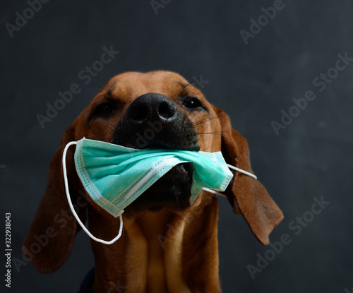 Hund Ridgeback süß lustig mit Mundschutz zu Corona Virus