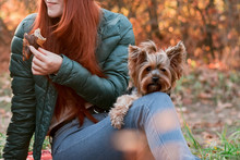 Yorkshire Terrier In The Owner's Arms Close-up Beautiful Bokeh