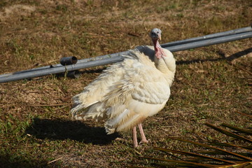 traditional farm of turkey chicken,turkey chicken eating the food,the head cock