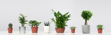 Several Indoor Plants, Cacti In Pots, Standing In Row On Empty Gray Background