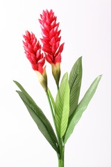 Fake Red cone ginger flower on white background