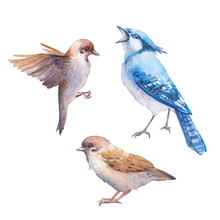 Watercolor Birds Set. Hand Painted Sparrow, Blue Jay Bird Set Isolated On White Background. Realistic Illustration