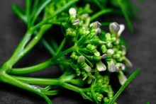 Selective Focus Shot Of A Coriander Plant With Small Flowers