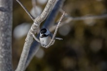 Closeup Shot Of A Beautiful Carolina Chickadee Resting On The Branch With A Blurred Background