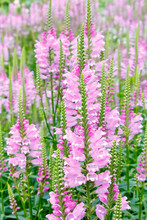 Lots Of Pink Dragonhead Or Obedient Plant Flowers, Floral Background Texture.