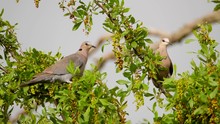 A Ring-necked Or Cape Turtle Dove Lands On A Luscious Green Shrub Next To Another Who Is Calmly Perched On A Branch.