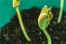 Green Bean Seedling Is Growing. Macro Shot With Shalow Dof.
