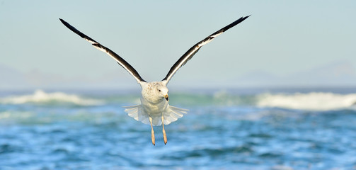 Wall Mural - Flying Kelp gull (Larus dominicanus), also known as the Dominica