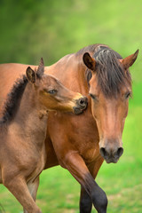 Wall Mural - Bay little foal and mare on summer pasture rest and grazing