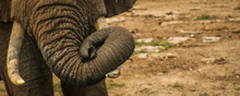 Trunk Of A Male African Elephant, Queen Elizabeth National Park, Kazinga Channel (Uganda)