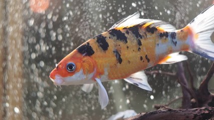 Wall Mural - Goldfish orange fish in an aquarium close up