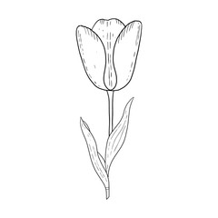 Wall Mural - Tulip hand drawn outline drawing.Black and white image.Stylized image of a Tulip flower.One Tulip isolated on a white background.Vector