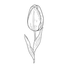 Wall Mural - Tulip hand drawn outline drawing.Black and white image.Stylized image of a Tulip flower.One Tulip isolated on a white background.Vector