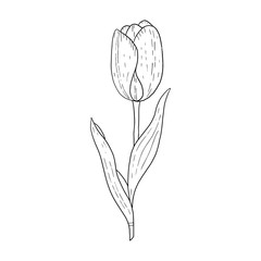 Wall Mural - Tulip hand drawn outline drawing.Black and white image.Stylized image of a Tulip flower.One Tulip isolated on a white background.Vector