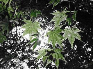 leaves of a tree