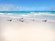 Seagulls on the beach in a sunny day