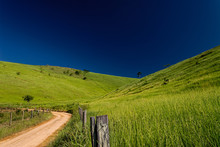 Hill With Green Grass Illuminated By The Sun. Lone Tree With Blue Sky Background. Dirt Road.