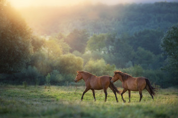 Wall Mural - horse herd run in sunlightwith dust at summer pasture
