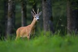 Fototapeta Zwierzęta - European Roe deer ( Capreolus Capreolus ) in the dark Forest