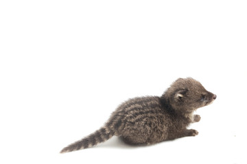 The baby small Indian civet (Viverricula indica) is a civet native to South and Southeast Asia. isolated on white background