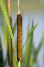 Flower Of The Broadleaf Cattail Plant - Latin Typha Latifolia - Known Also As Common Bulrush, Growing At A Pond Waterline In Wetlands Of North-eastern Poland In Summer Season