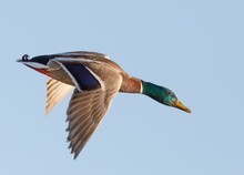 Beautiful Shot Of A Mallard Duck In Motion With The Blue Sky In The Background