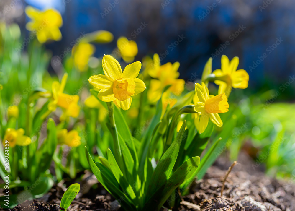 A short variety, Tete-a-Tete, of daffodil blooming in the springtime garden. - obrazy, fototapety, plakaty 