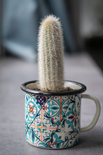 Silver Torch Cactus (Cleistocactus Strausii, Wooly), Small Size In Colorfull Cup