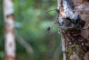 Spiderweb with spider