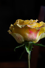 Yellow And Pink Rose  