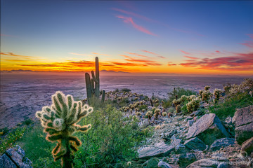 Sticker - Golden Hour - Arizona Desert - Saguaro Cactus