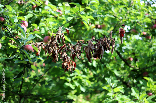 Fire Blight Fireblight Apple Disease Caused By Bacteria Erwinia Amylovora Stock Photo Adobe Stock